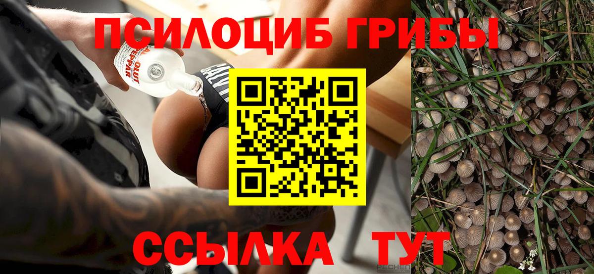 Псилоцибиновые грибы Psilocybine cubensis Абинск